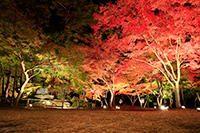 ライトアップされた紅葉