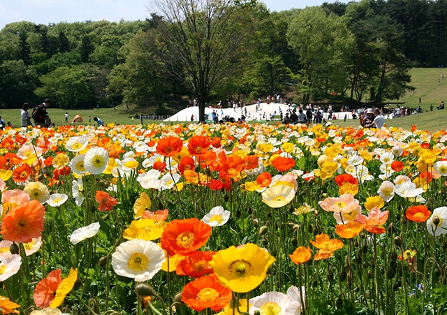 色鮮やかなお花