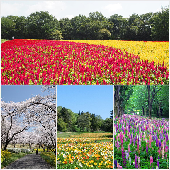 季節によって変わる花たち