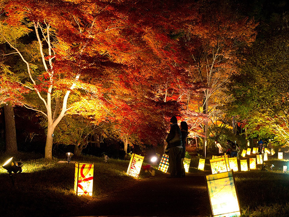 ライトアップされた紅葉