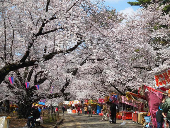 あたりを覆うような満開の桜