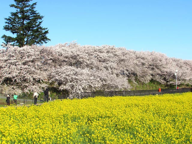 一面に広がる満開の桜と菜の花