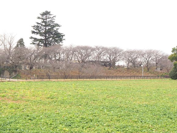 咲く前の桜と菜の花