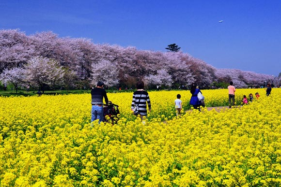 菜の花畑の中を歩く人々