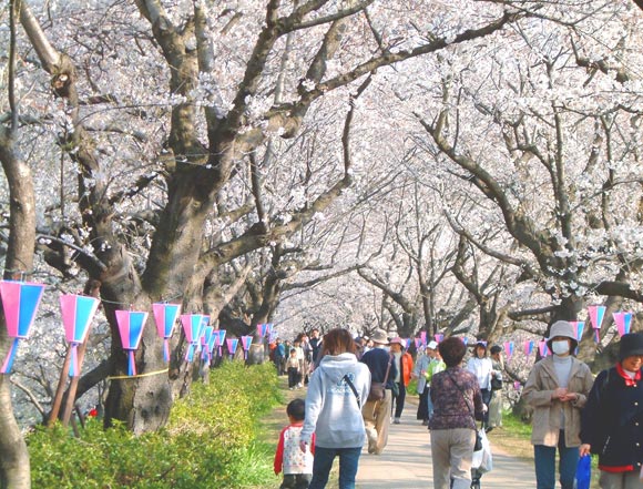 幸手桜まつり