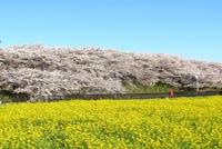 一面に広がる満開の桜と菜の花