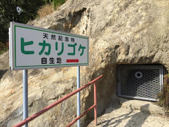 天然記念物ヒカリゴケ自生地の看板