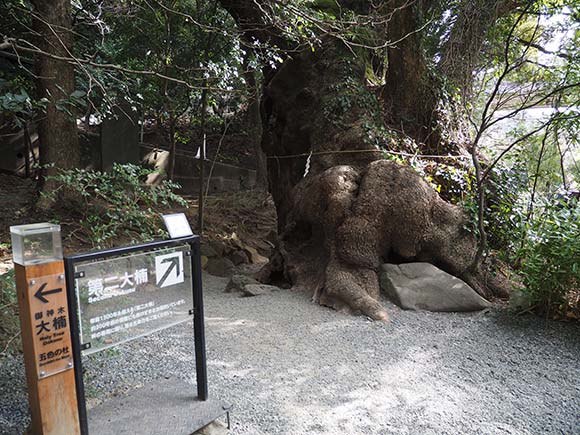 緑の葉をつける大きな楠の木