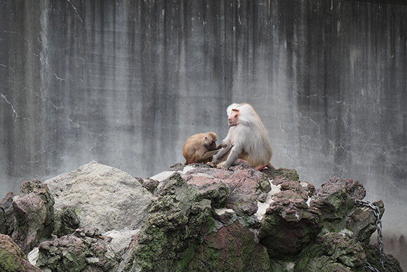 岩の上で寛ぐ猿たち