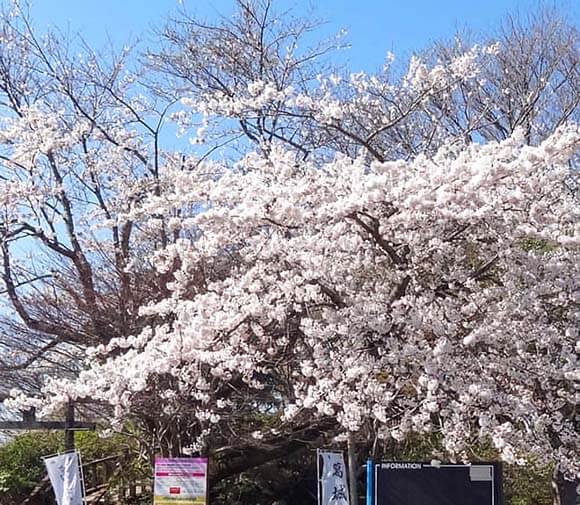 開花しているソメイヨシノ