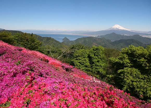 山の傾斜一面のつつじ