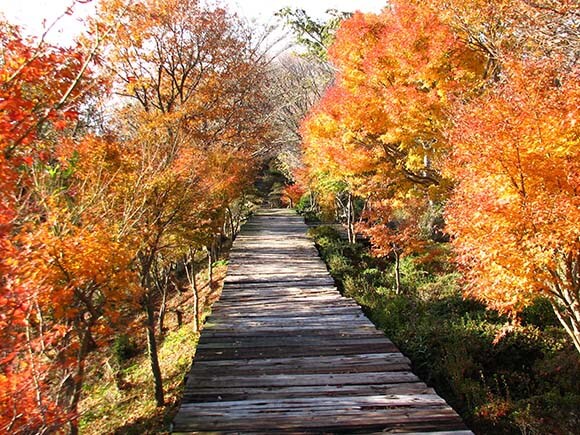 紅葉の小路