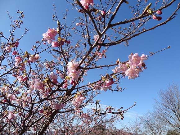 青空と河津桜