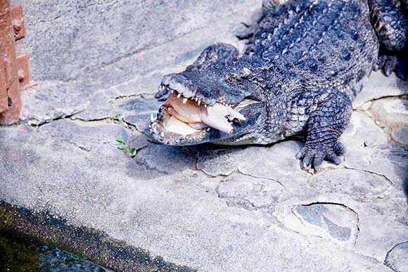 餌の鶏肉を食べているワニ