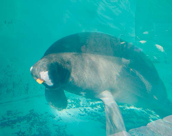 水中でニンジンを食べるマナティー