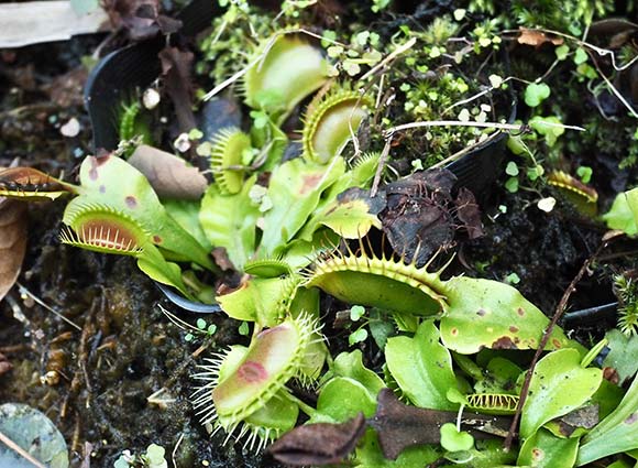 ギザギザした形の植物