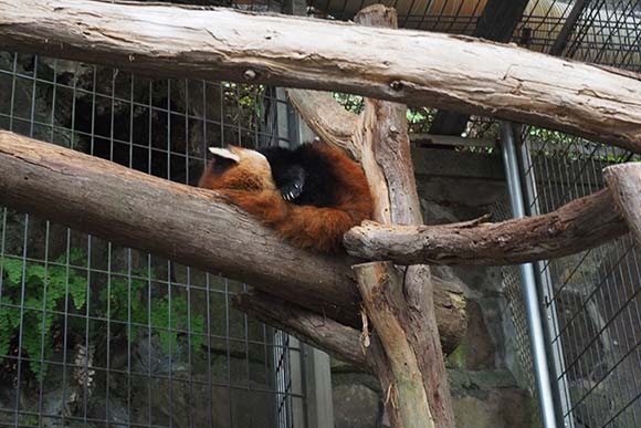 寝ているレッサーパンダ