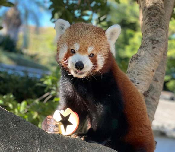 りんごを食べるレッサーパンダ