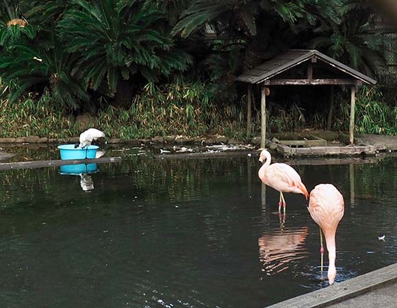 池にいるクロトキとフラミンゴ
