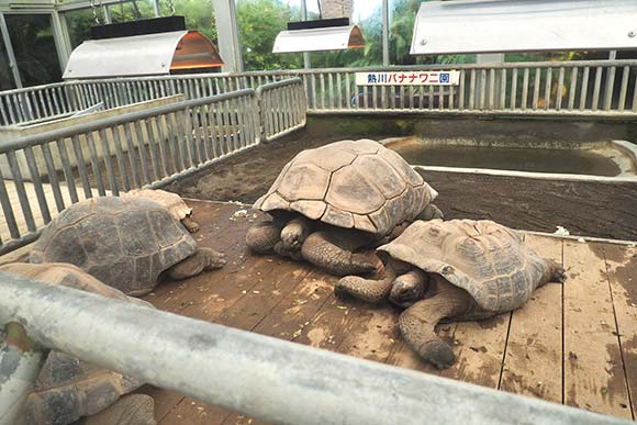 ３頭のゾウガメ