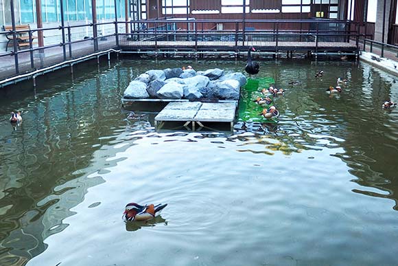 池に浮かぶ様々な鳥