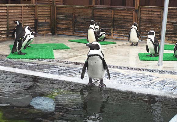 プールにいる数匹のペンギン