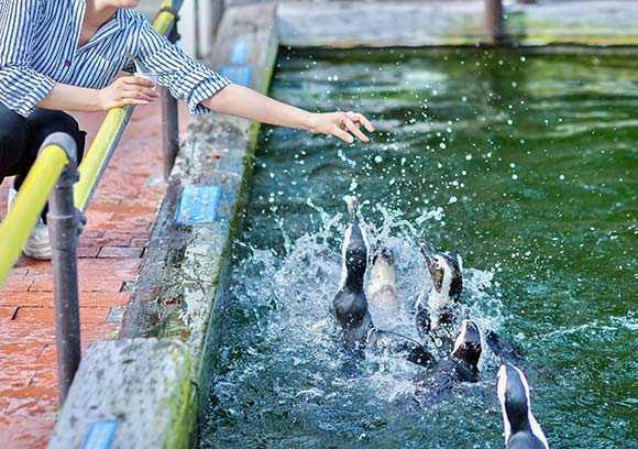 人から餌をもらうペンギン