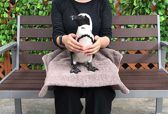 人に抱っこされるペンギン