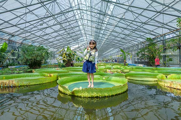 大きなハスの上に乗る子ども