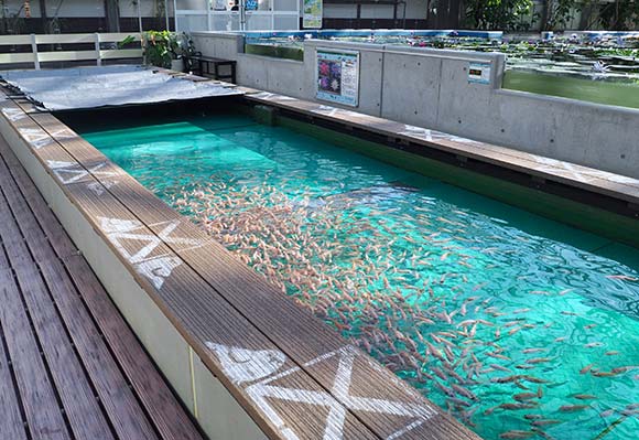 たくさんの魚が泳ぐ水槽