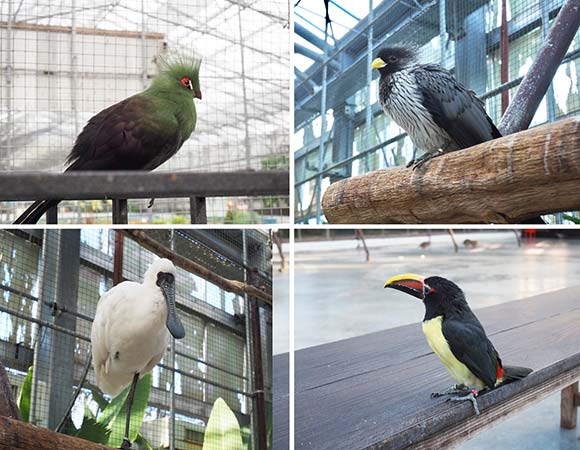 園に展示されている様々な鳥