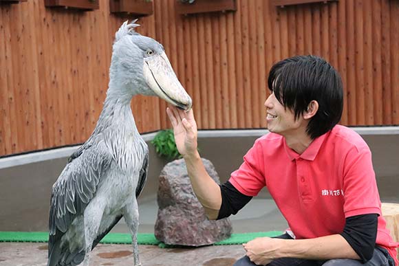 飼育員とふれあうハシビロコウ