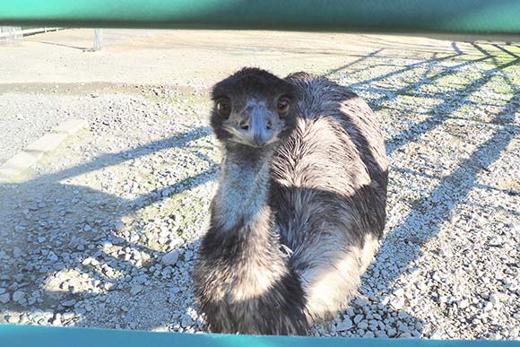 正面を見ているエミュー