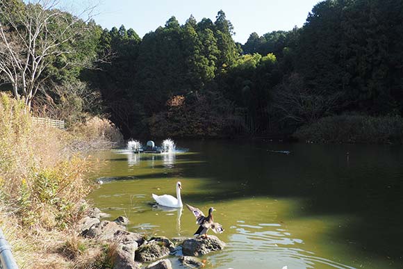 鳥が泳いでいる池