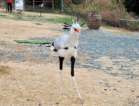 足が長く黒いトサカのある鳥