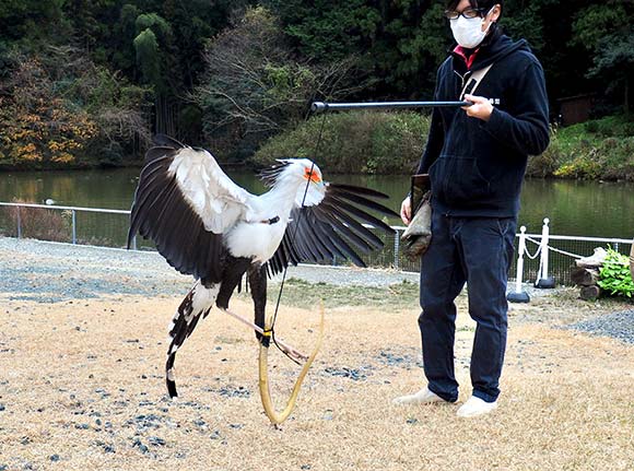 蛇の模型を蹴る鳥