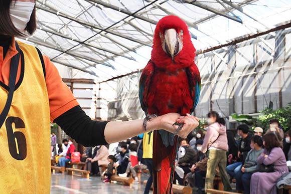 手に乗った大きな赤いインコ