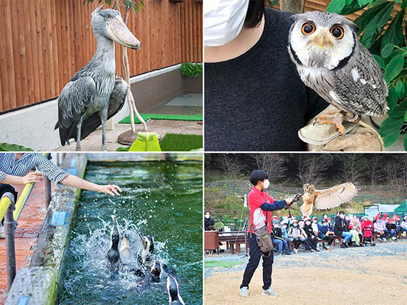 さまざまな種類の鳥