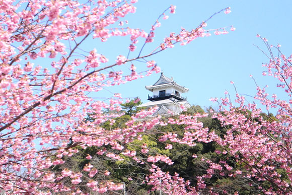 満開の桜と城