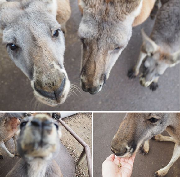 エサに群がるカンガルー