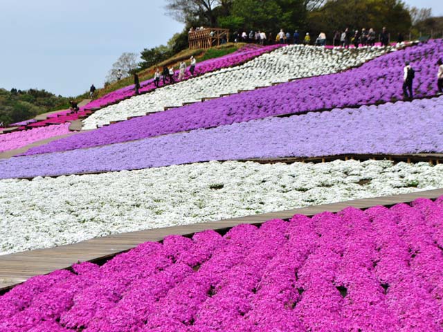 ピンクや紫の一面の芝桜