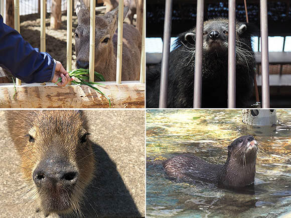 カバ・カワウソ・カピバラなど