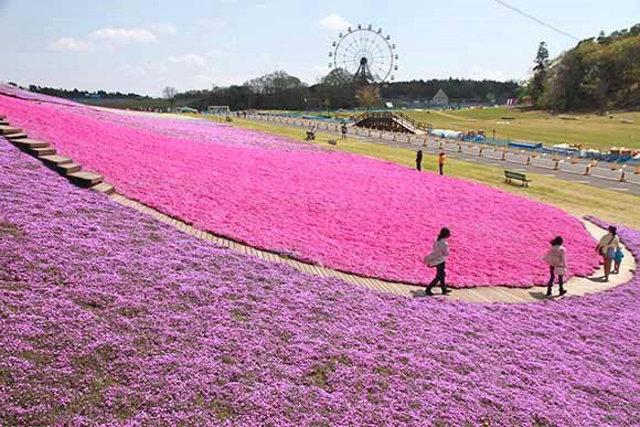 一面に広がる芝桜