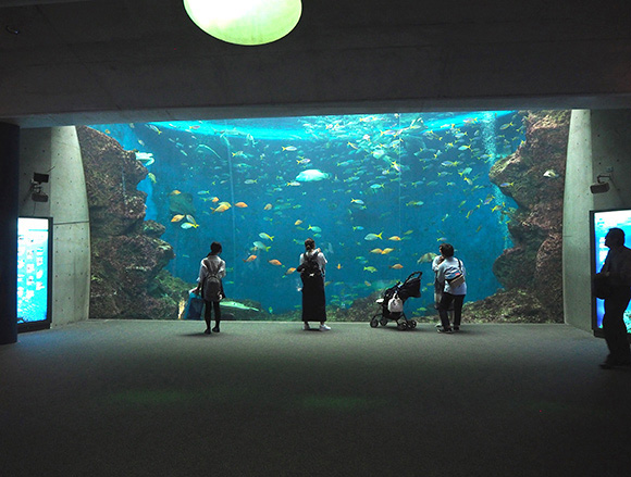 壁一面の水槽にいるカラフルな魚