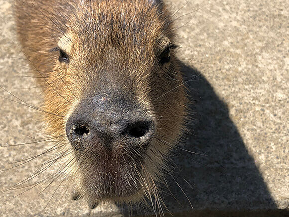 池の塀に立っているカピバラ