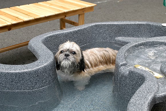 温泉につかる犬