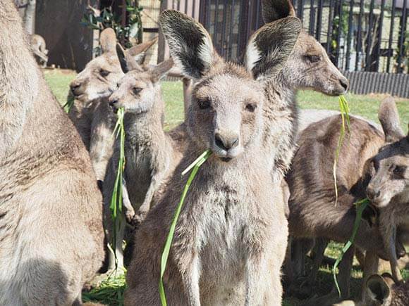 草を食べるカンガルーのアップ