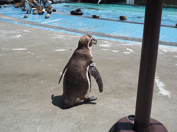 目の前を歩くペンギン