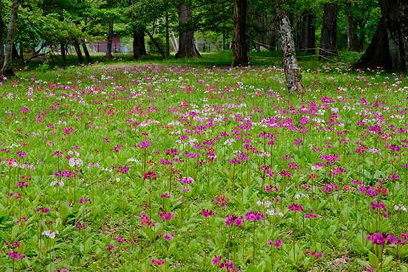 緑の中に映える白とピンクの花