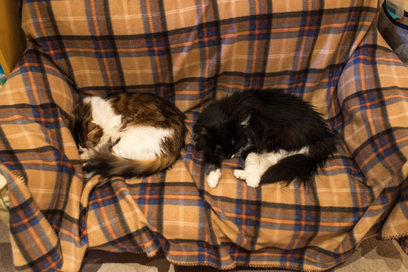 丸まって眠る2匹の猫